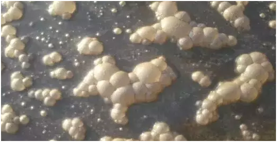 二冗池泡沫 二冗池泡沫