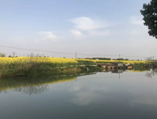 卜家堰油菜花美景 卜家堰油菜花美景