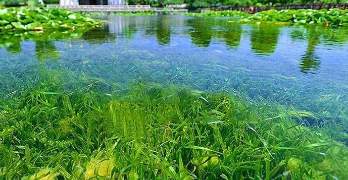 農(nóng)村污水處理水生態(tài)修復(fù) 農(nóng)村污水處理水生態(tài)修復(fù)