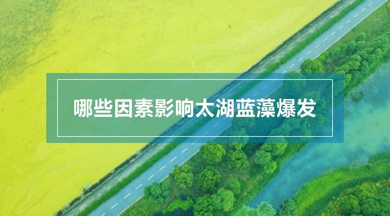太湖藍藻 太湖藍藻