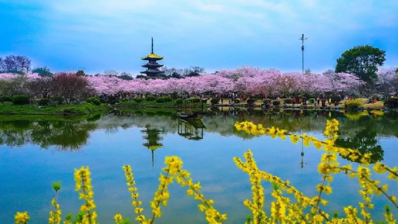 武漢分公司櫻花 武漢分公司櫻花